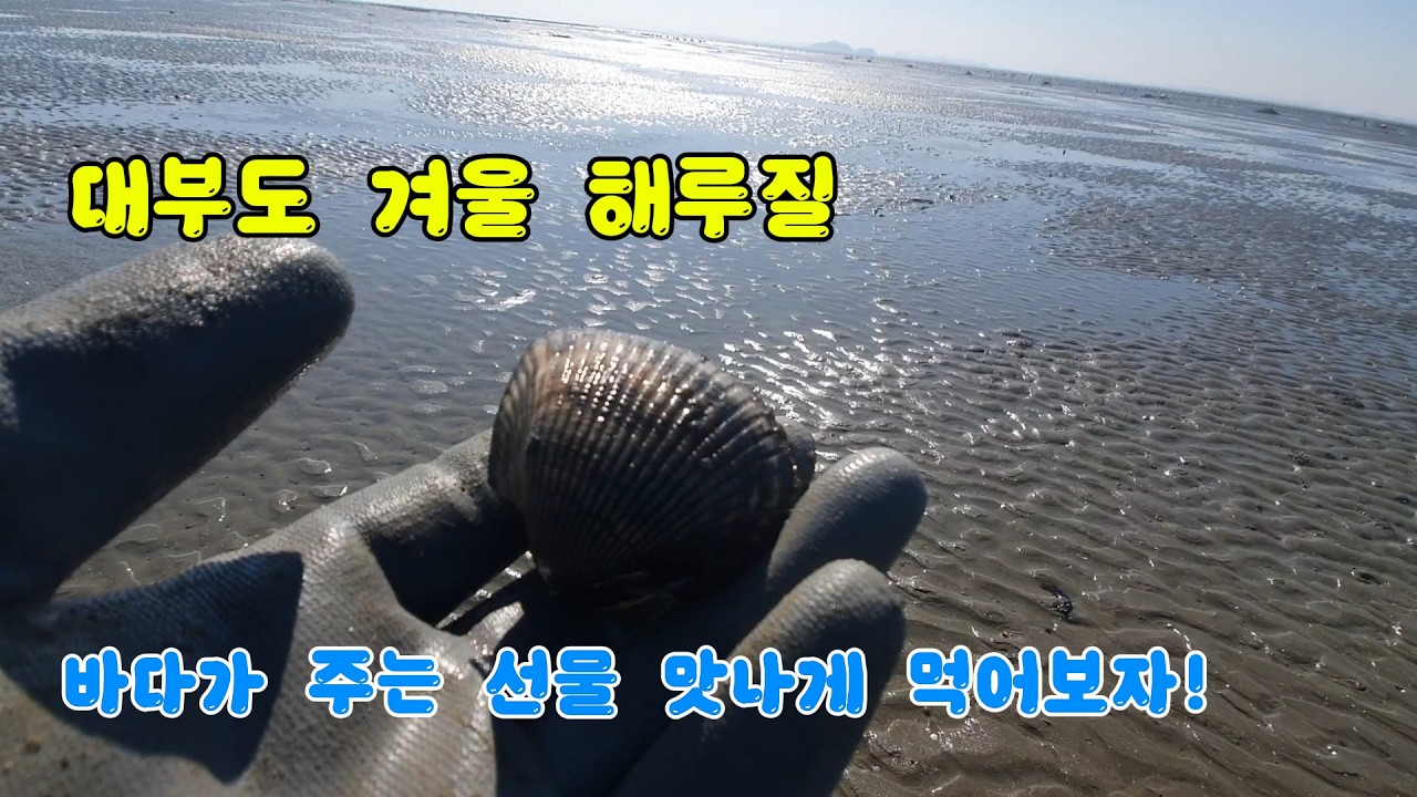대부도 해루질 파래와  피꼬막 잡아서 파래꼬막전! #해루질