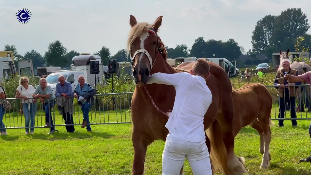 Fokpaardendag in Gemert