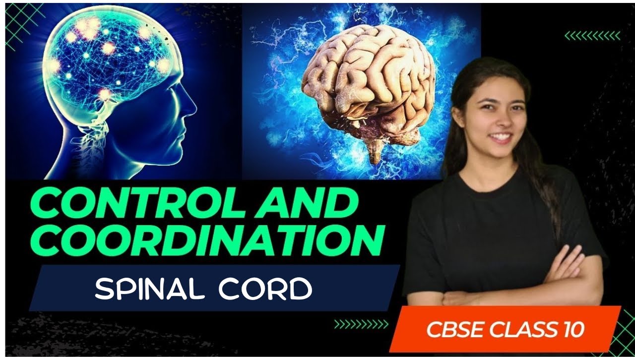 Spinal Cord | Control & Co-ordination | CBSE Class 10