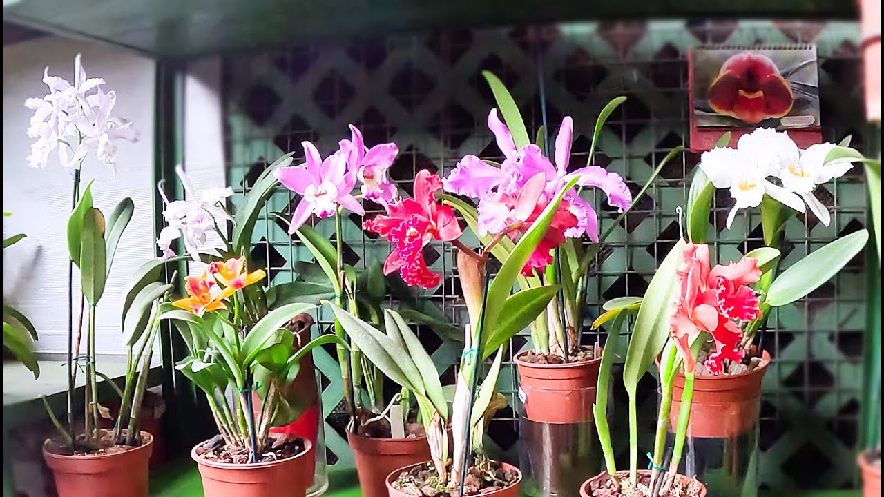 VENTA DE ORQUÍDEAS NATURALES BARATAS Flores Cattleya Peruana Mercado de Flores Acho Lima Perú 4K UHD
