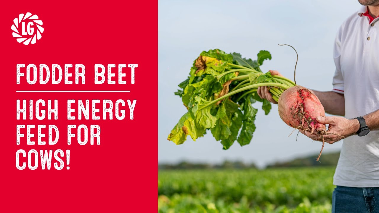 LGSeeds UK Fodder Beet Trials, Lincoln