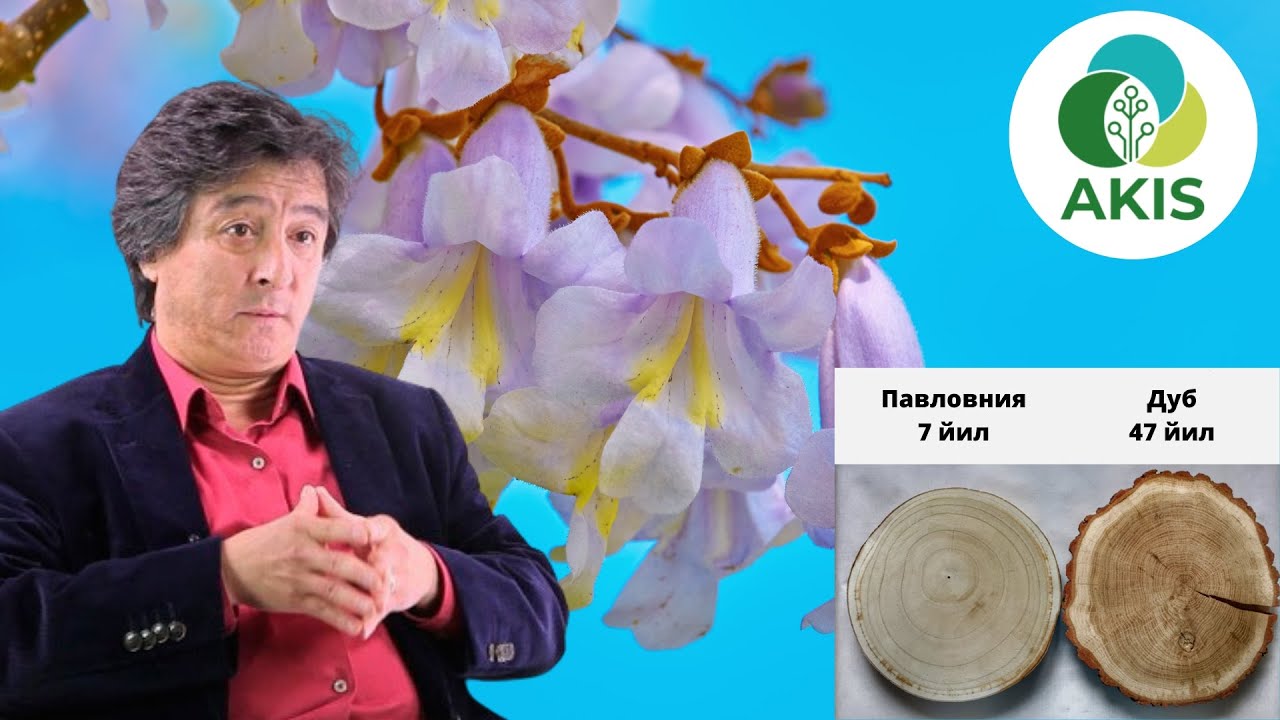 Павловния Узбекистонда  Алишер Тураев