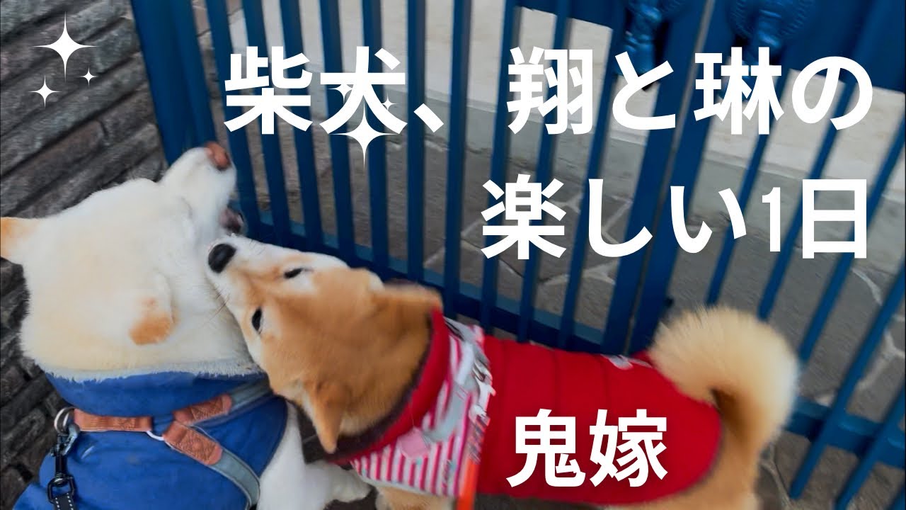 柴犬#白柴#赤柴#ご飯 #ヤンチャガール#癒し#散歩#あそび#おやすみ#多頭飼い#5才#5ヶ月#日向ぼっこ#鬼嫁#