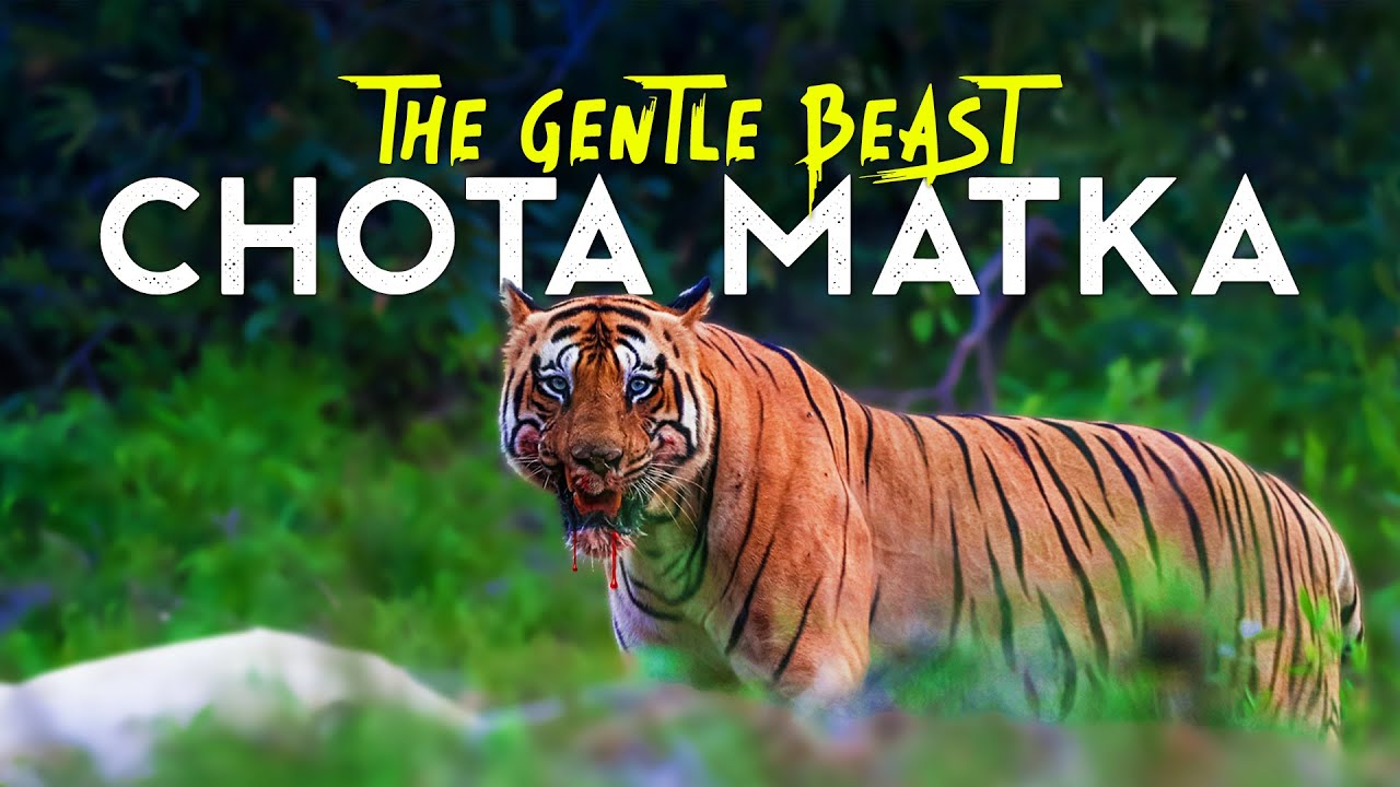 Chota Matka - The King of Tadoba - 4K Video