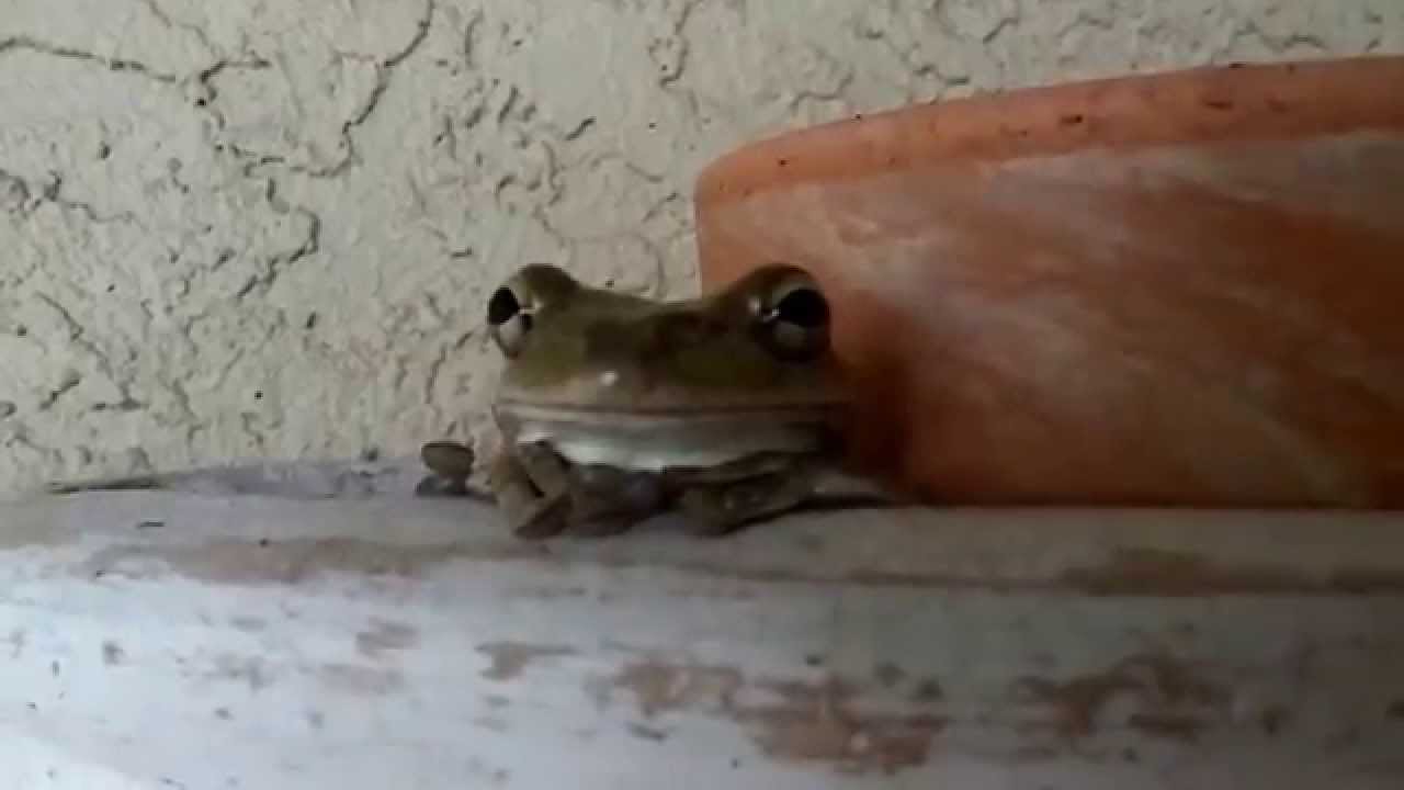 Return of the Frogman