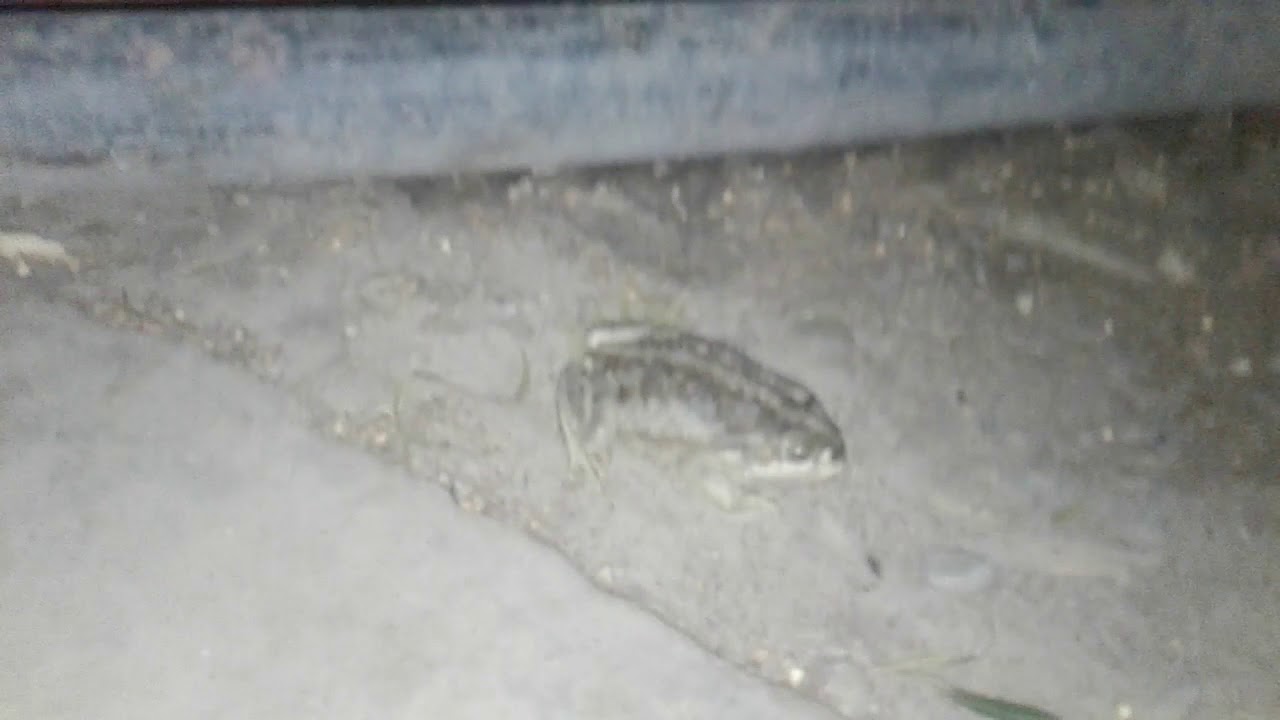 Estaba indomable este insecto