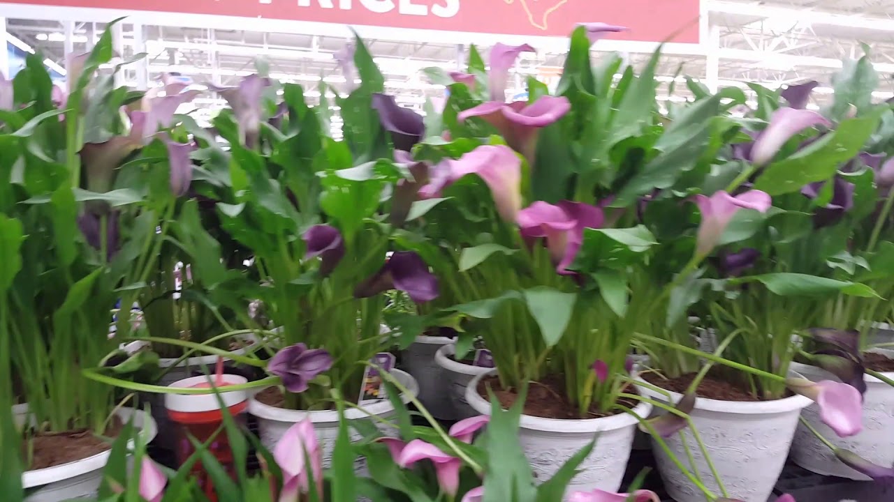 Growing Calla Lilies | Donna Joshi