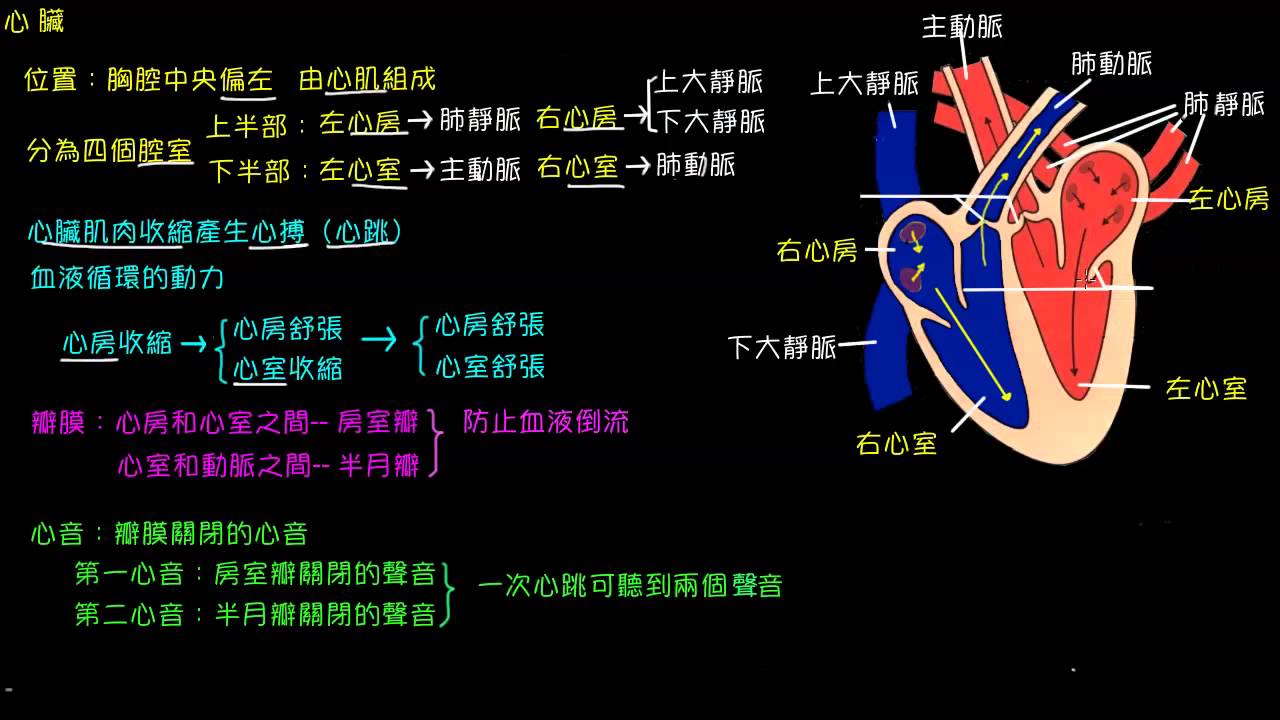 人體血液循環的組成--心臟