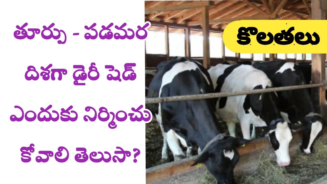 cow shed construction డైరీ షెడ్ నిర్మాణం