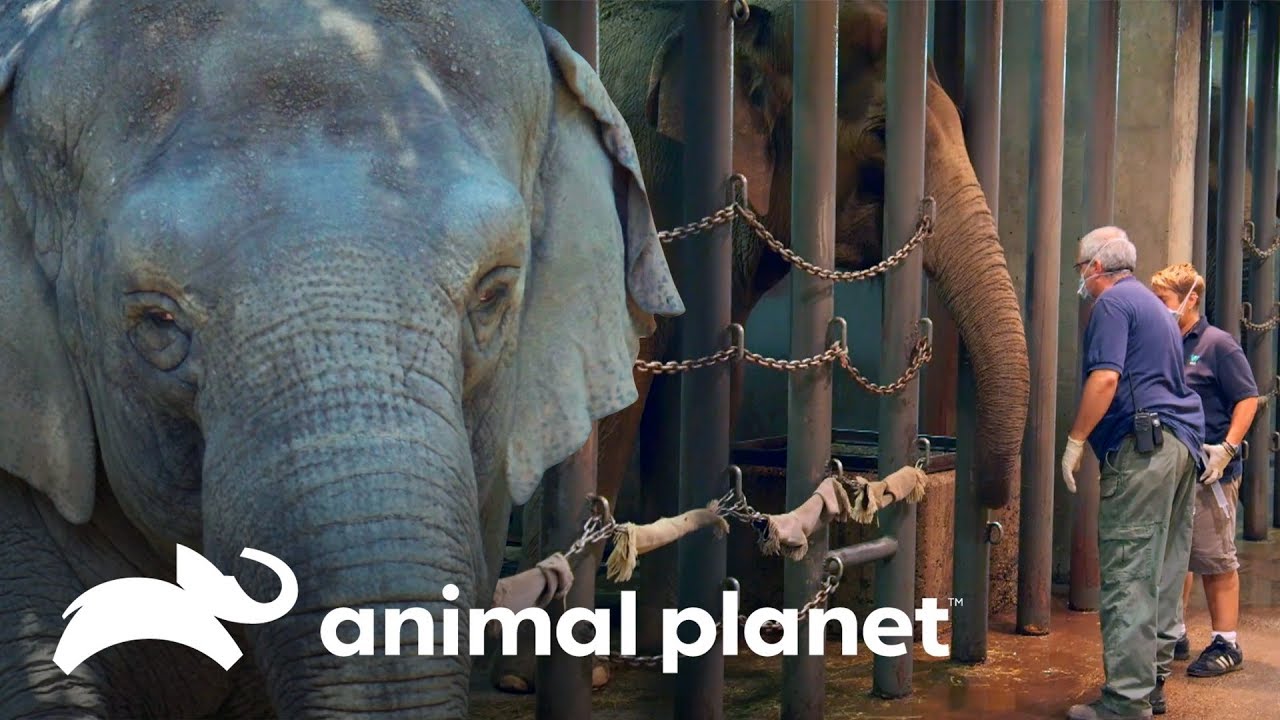 Prueba de tuberculosis da positivo en elefantes | El Zoológico del Bronx | Animal Planet