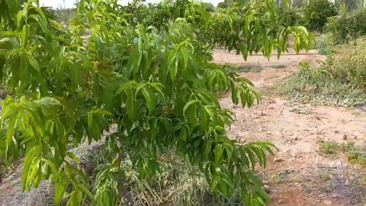 La culture sur butte de paille. #Permaculturemaroc . #permaculture .Mai 2023