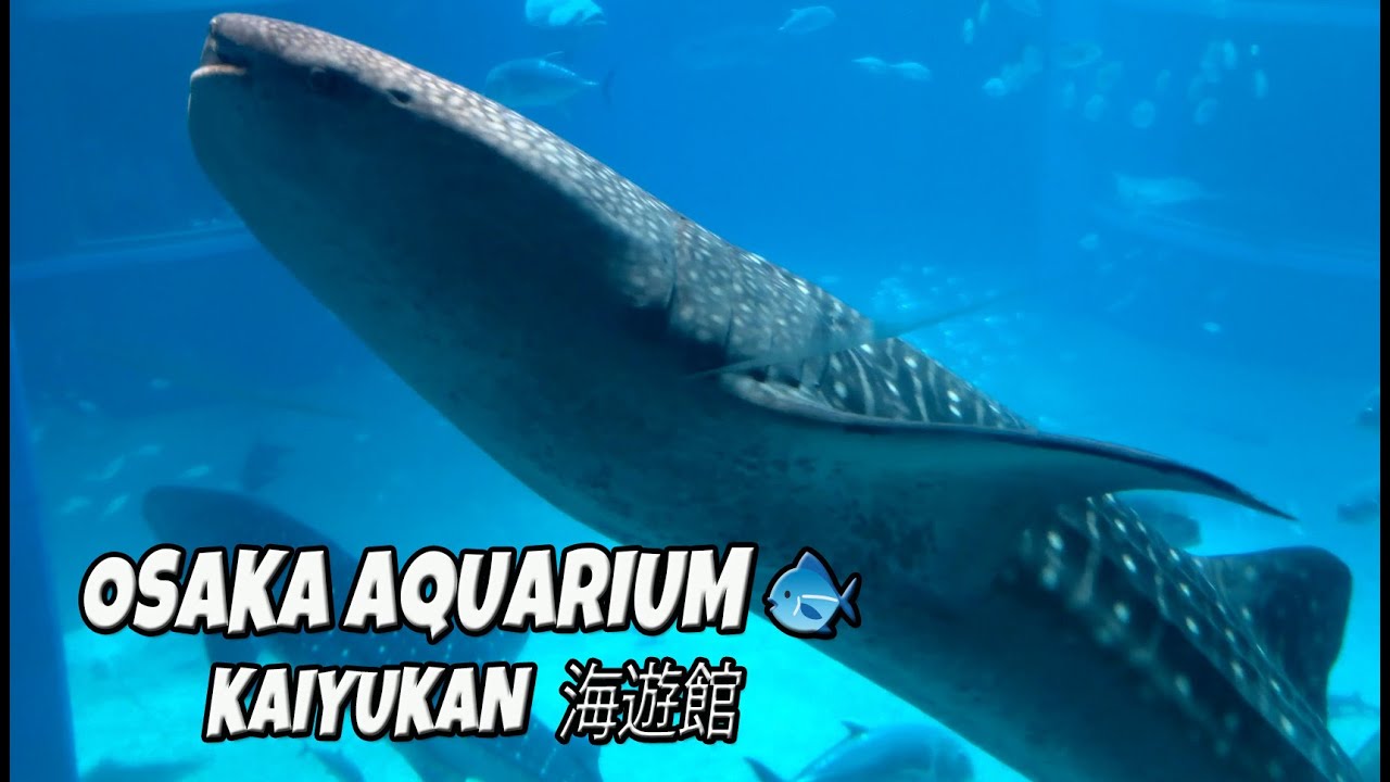 Osaka Aquarium Kaiyukan 🇯🇵｜大阪・海遊館 One of the World’s Largest Aquariums