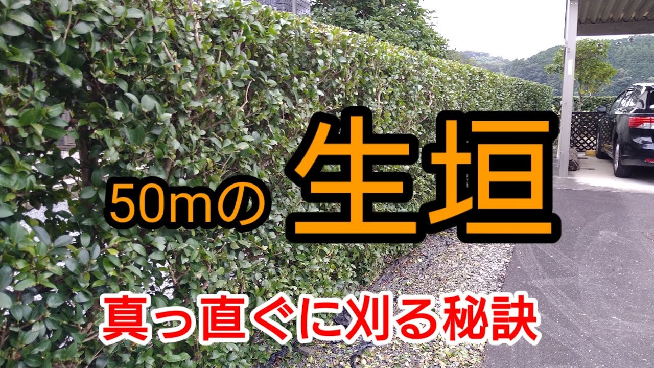 【生垣剪定方法】プロが真っ直ぐに綺麗に刈込む秘訣を教えます