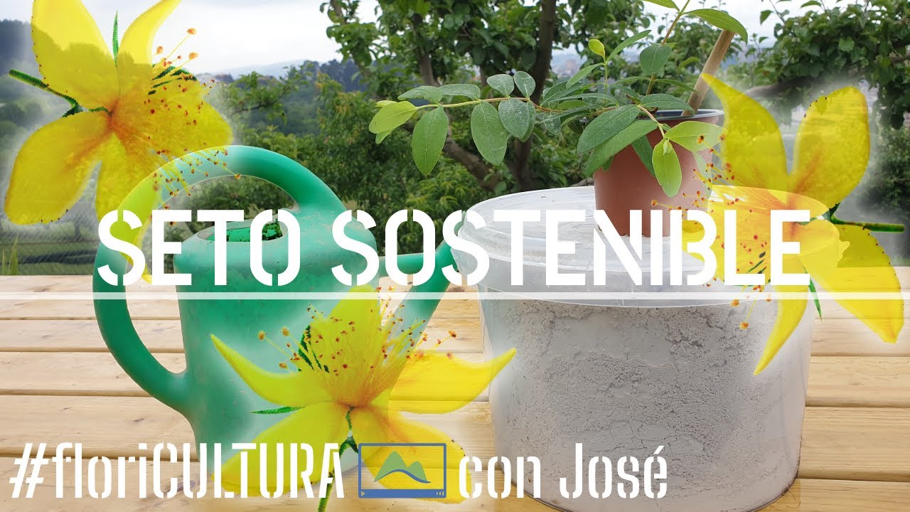 Plantar un seto de flor con BAJO MANTENIMIENTO #LdN floriCULTURA