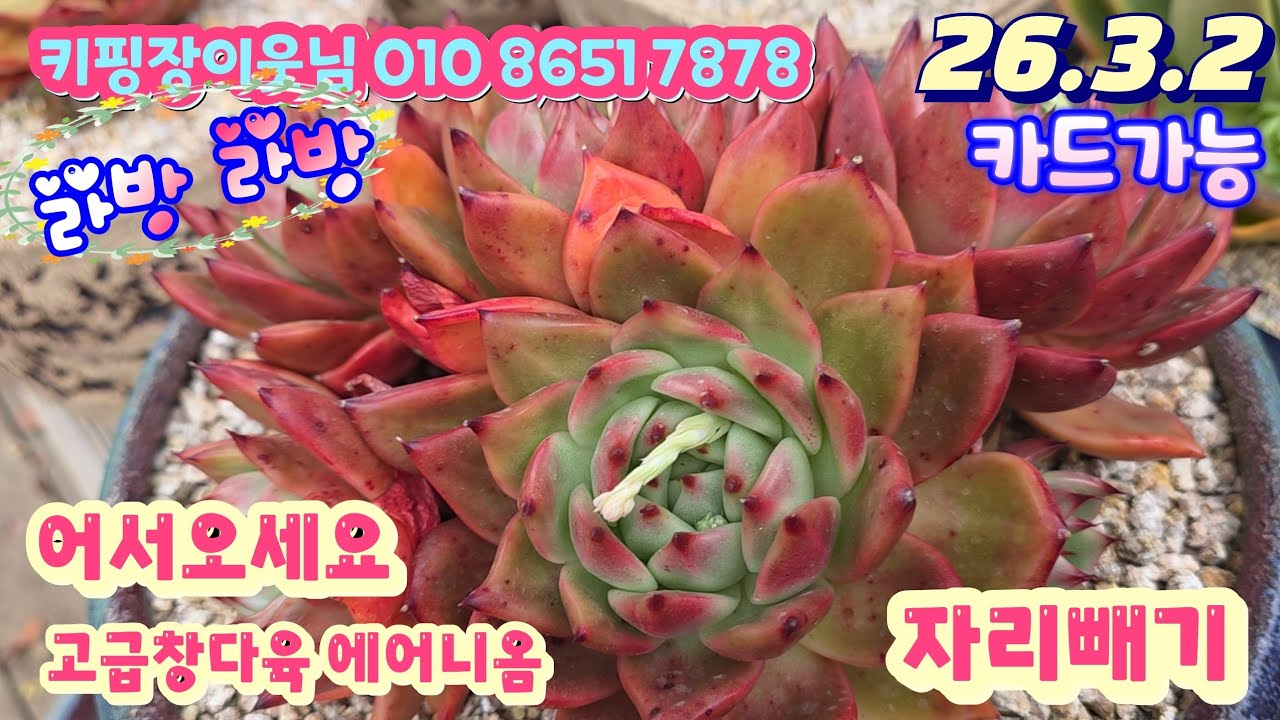 다육스토리 succulent story 라이브 방송