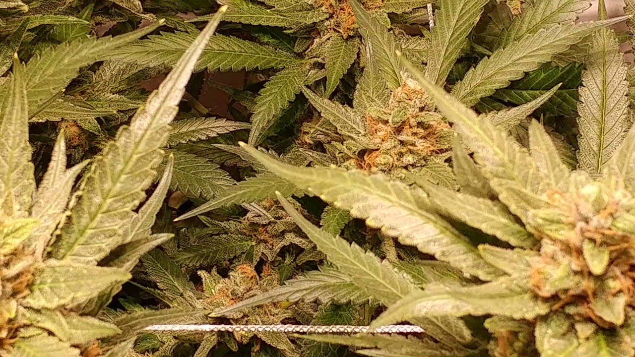 Week 8! Time to start flushing!