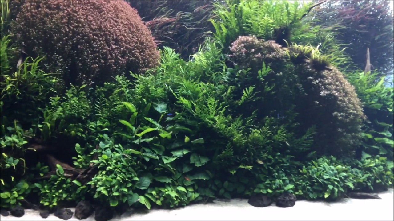 Forests underwater by Takashi Amano