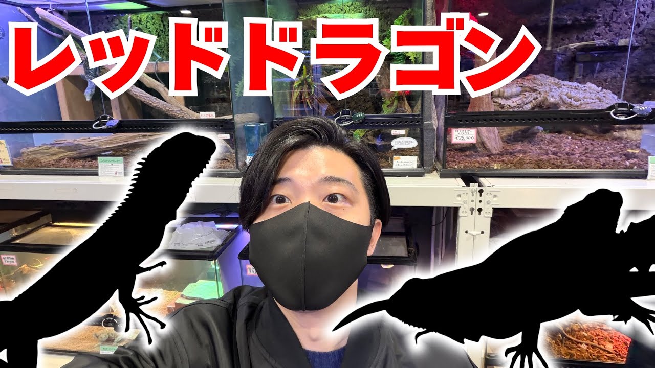 グリーンなのにレッド!? 魅力的すぎる大型爬虫類たちを紹介！
