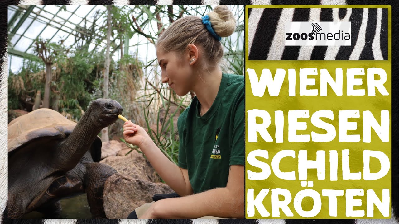 Zoo Vienna: ALLE Wiener Riesenschildkröten im Wüstenhaus Schönbrunn | zoos.media