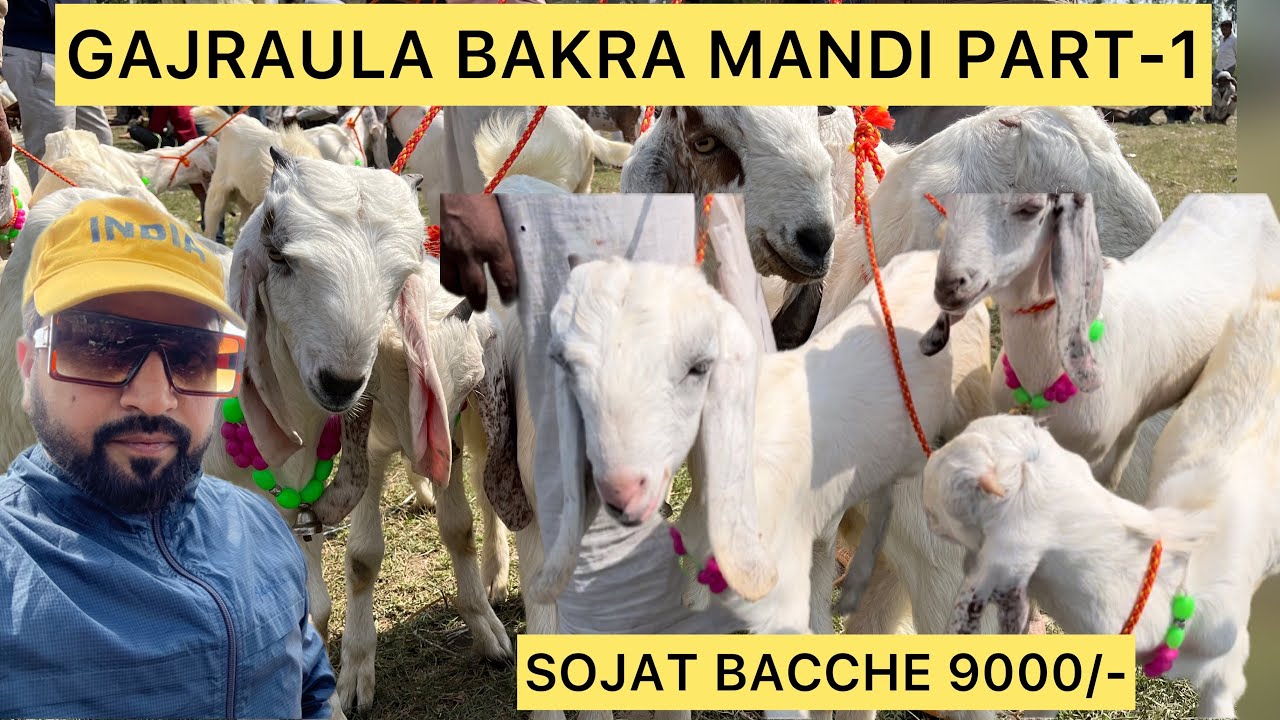 GAJRAULA BAKRA MANDI || PURE SOJAT BAKRE 9000/- SE SHURU || बुधवार की PET ||