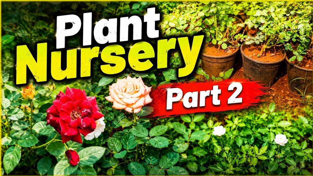 Plant Nursery 🪴 tour#trending #viral #plants #plantnurseryvisit #trendingshorts #trendingvideo #vlog