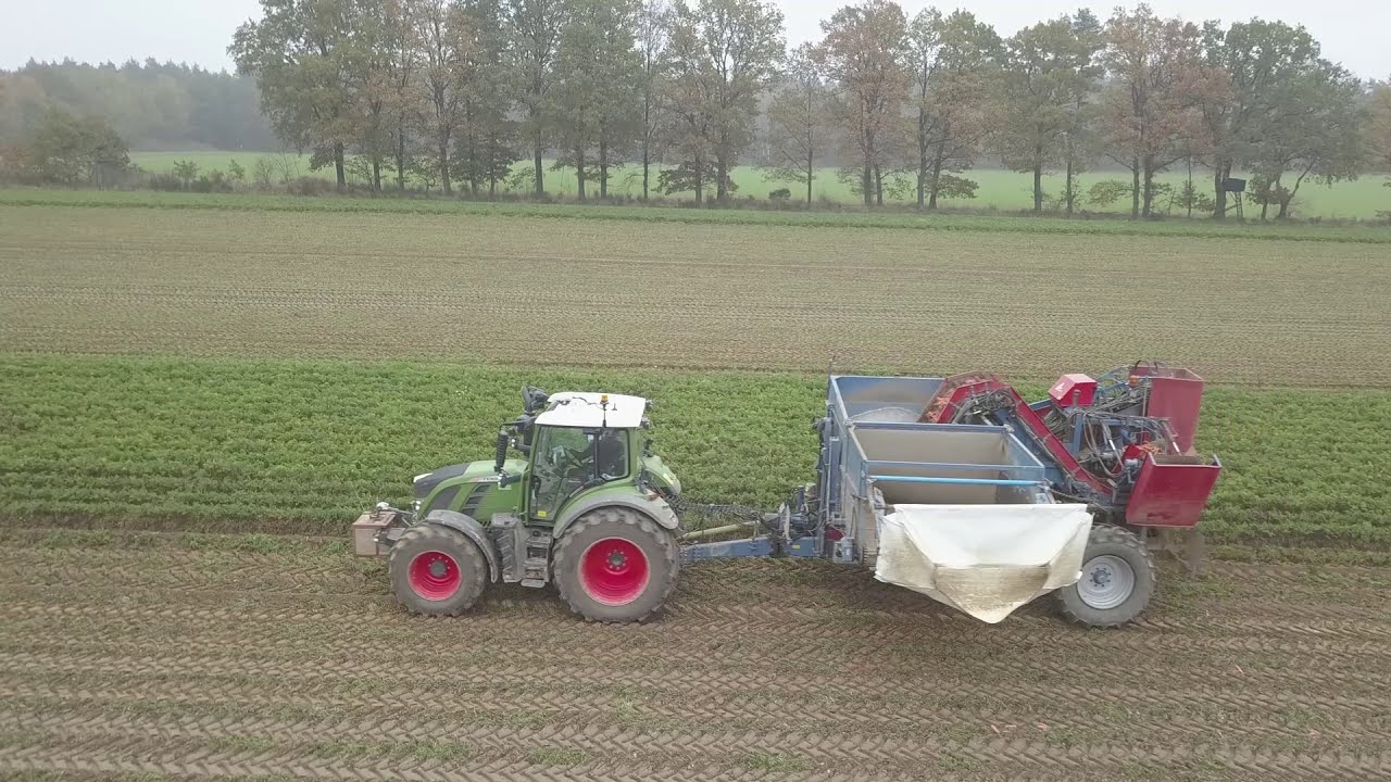 Fendt 516 Vario + Asalift Klemmbandroder || Möhren Roden || Lüneburger Heide