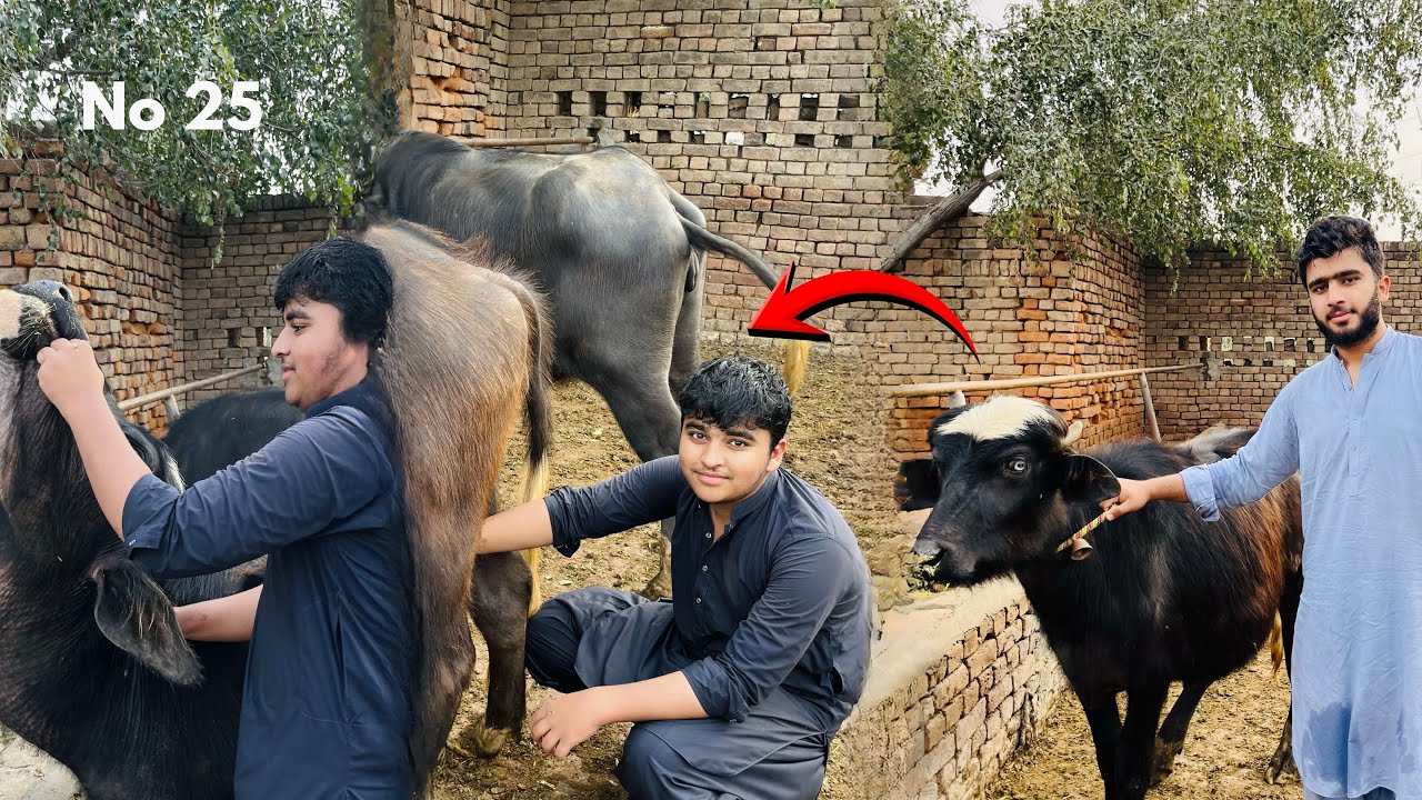Pure Nili Ravi Buffalo ❤️||Mashallah||M.Tayyab Warraich 