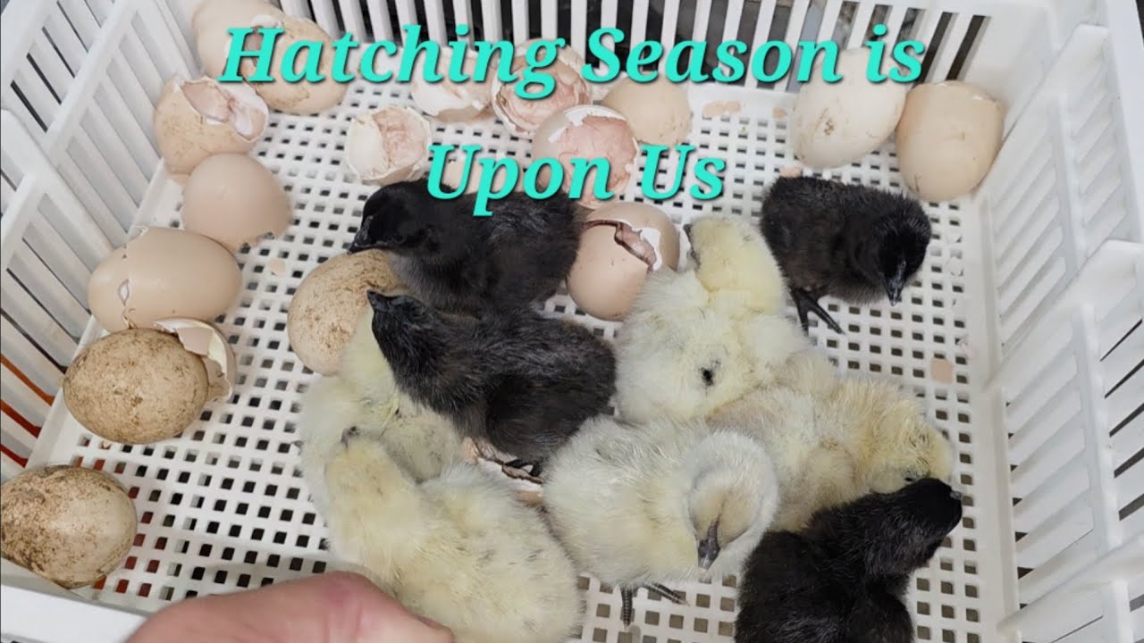 Hatching Season is Upon Us