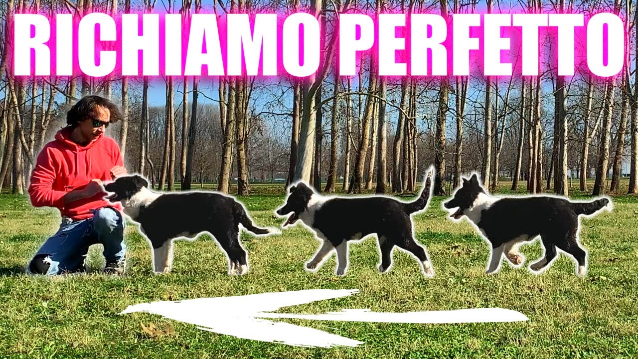 Insegnare al CUCCIOLO il RICHIAMO PERFETTO | 