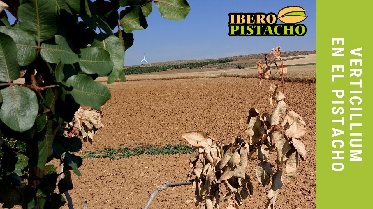 Вертициллез в фисташки - IberoPistacho