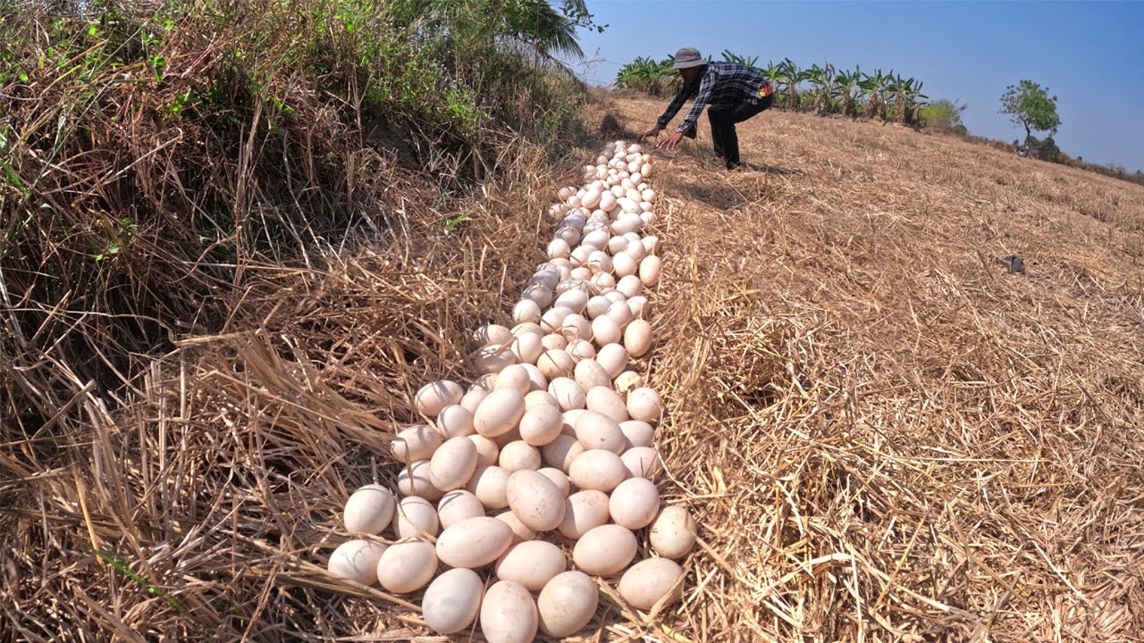 OMG - Wow man pick a lot of duck eggs in straw in rice field