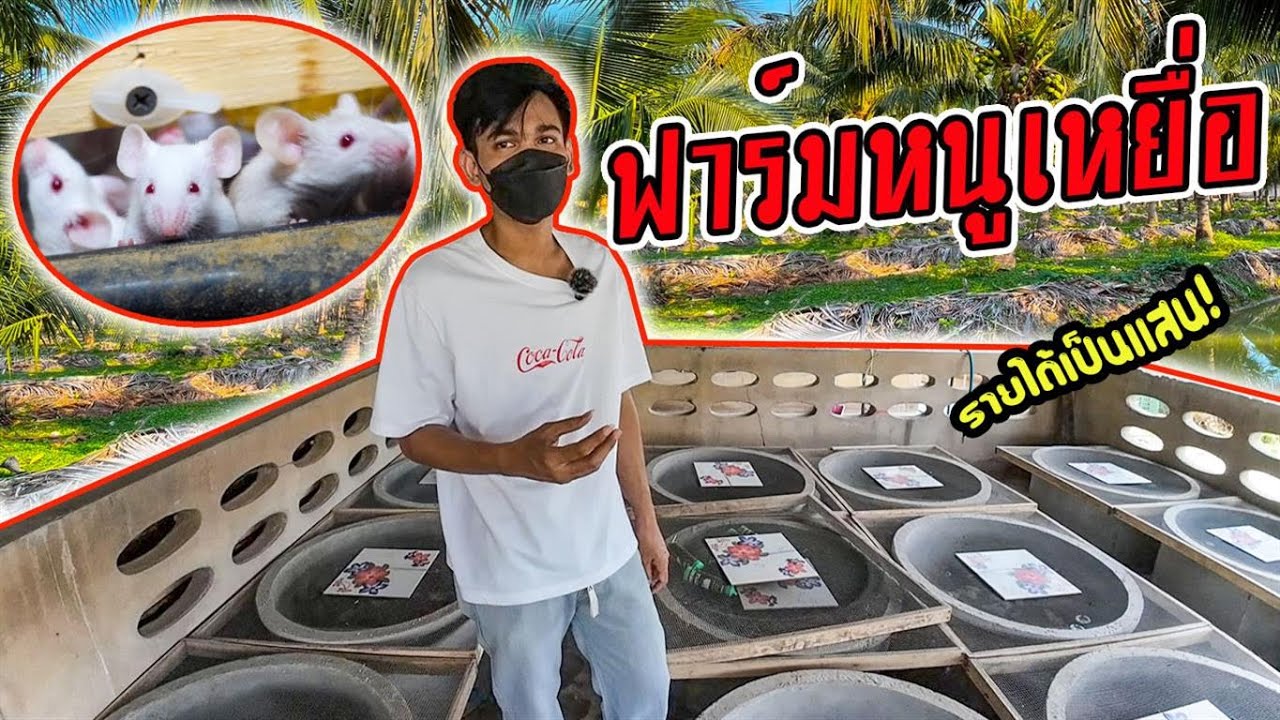 บุกฟาร์มหนูเหยื่อ เลี้ยงหนูในคอกหมู สร้างรายได้  Rat farm Raising rats in a pig pen creates income.