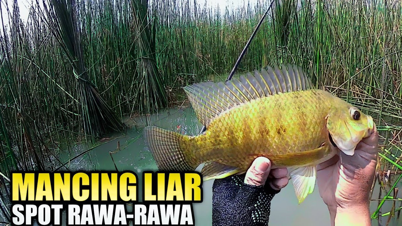 MANCING NILA LIAR DI RAWA-RAWA UMPAN LUMUT HALUS