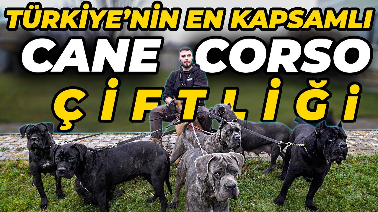 BİRBİRİNDEN ŞAMPİYON CANE CORSO KÖPEKLERİN BULUNDUĞU ÇİFTLİK! - Del Estancio Kennel