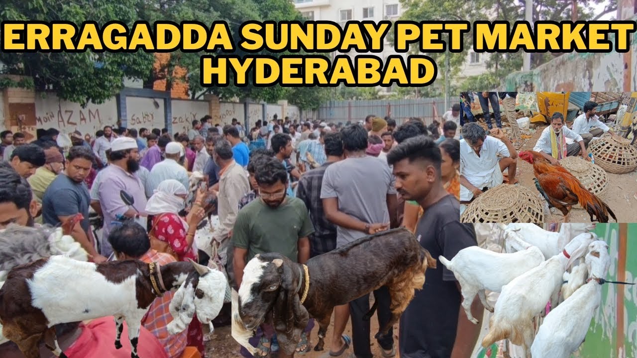 Erragadda Everry Sunday Pet Market Hyderabad Telangana (21-9-2025) 