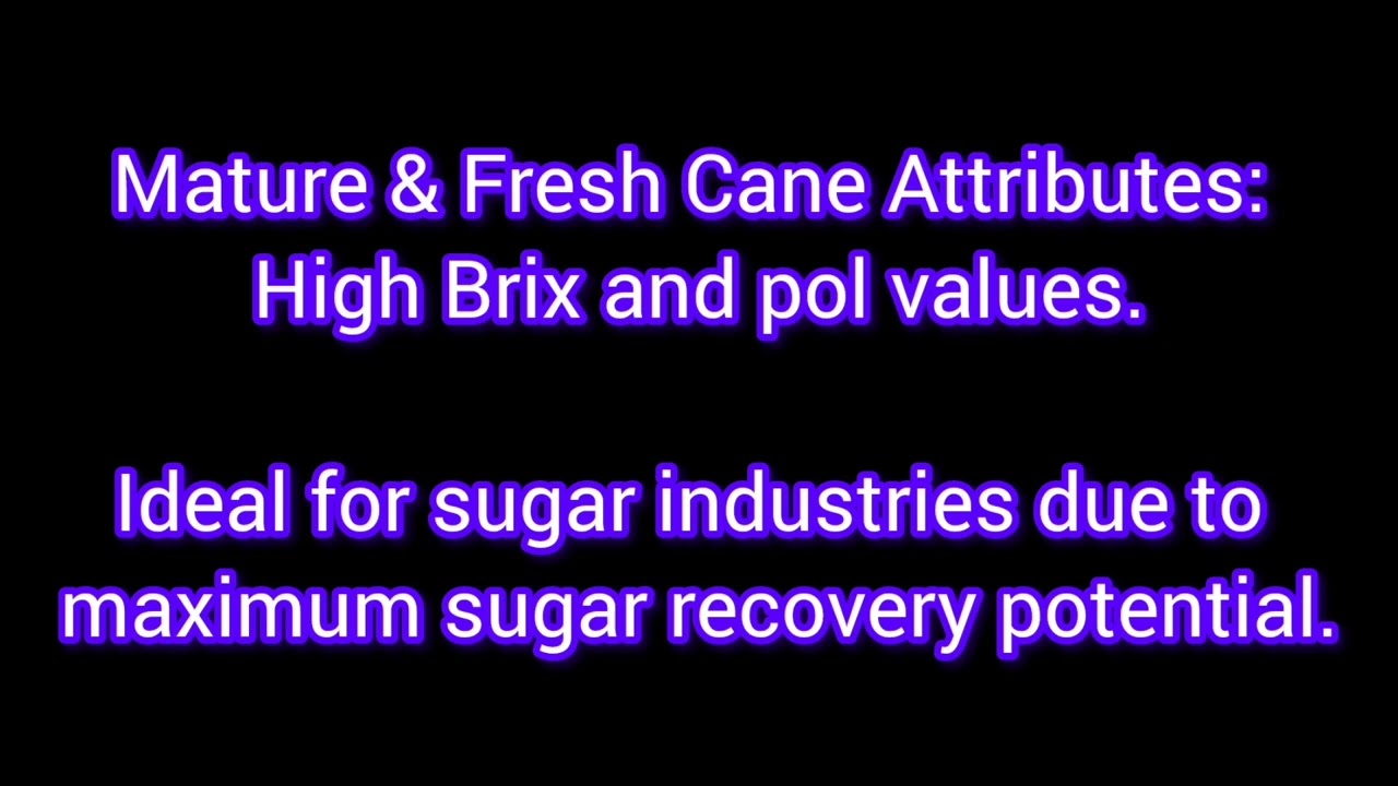 #Sugarindustry: Optimizing Sugarcane Quality for Maximum Sugar Recovery
