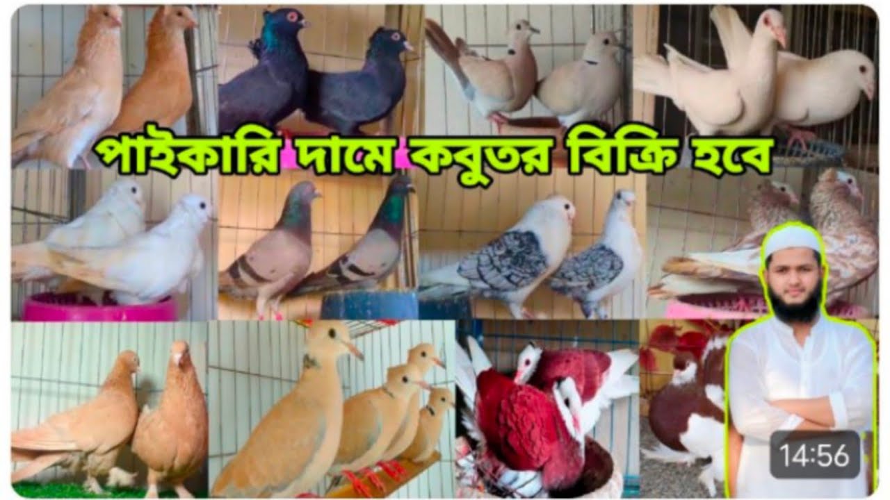 🌹আলমগীর ভাইয়ের খামার থেকে পাইকারি দামে সব কবুতর বিক্রি হবে🌹🌹🌹