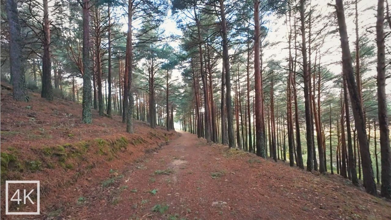 30 Minute Forest Walk (No Music) | Footsteps & Natural Ambience