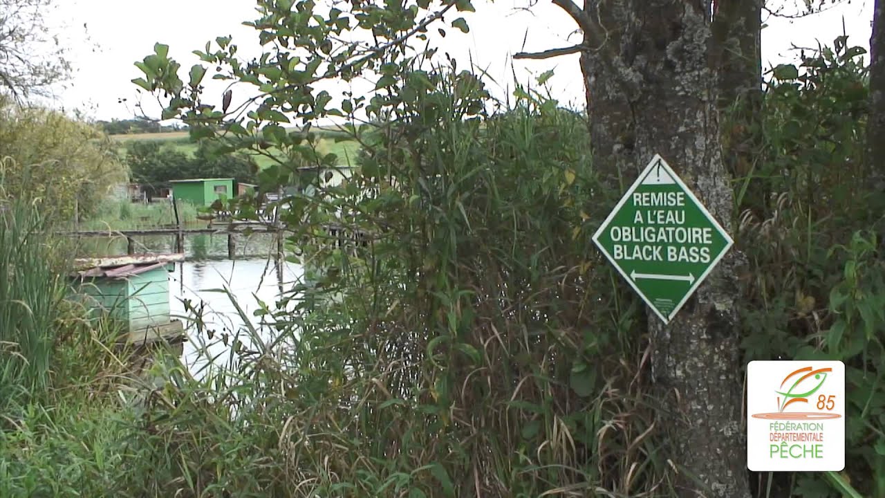 Pêche à l'étang de la digue à Faymoreau