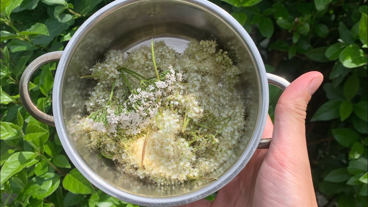 How to make meadow sweet syrup