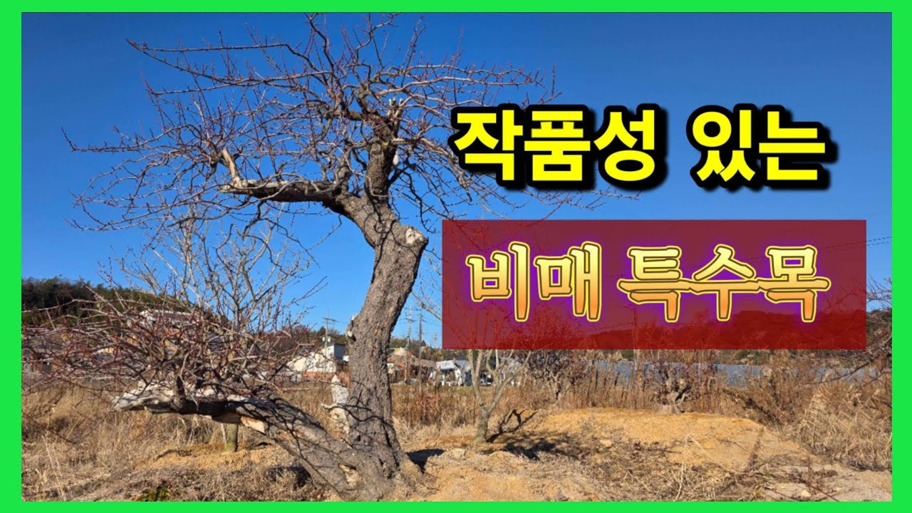 1408번 #매화나무 {{{판매중}}} #비매 특수목 수격있는 완성목 비매를 착한가격에 소장하세요/ 판매가격은 더보기란에 #특수목 #정원수판매 #홍매