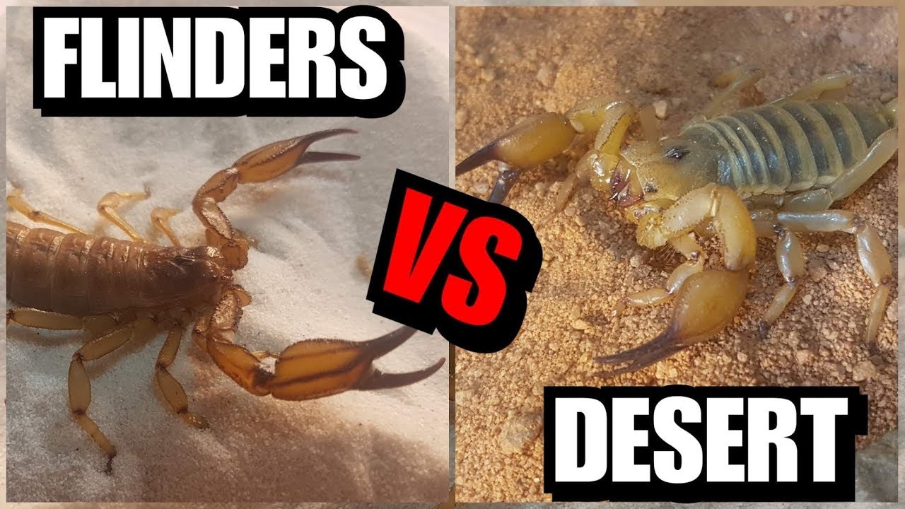 Desert Scorpion VS Flinders Range Scorpion Care Which Ones Better