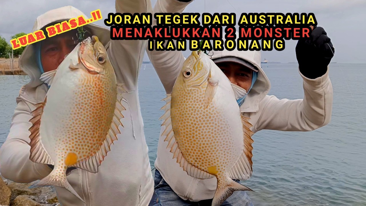 Mancing Ikan Baronang Besar Size Monster di Spot sarang Babon Pakai Joran Tegek Dari Australia