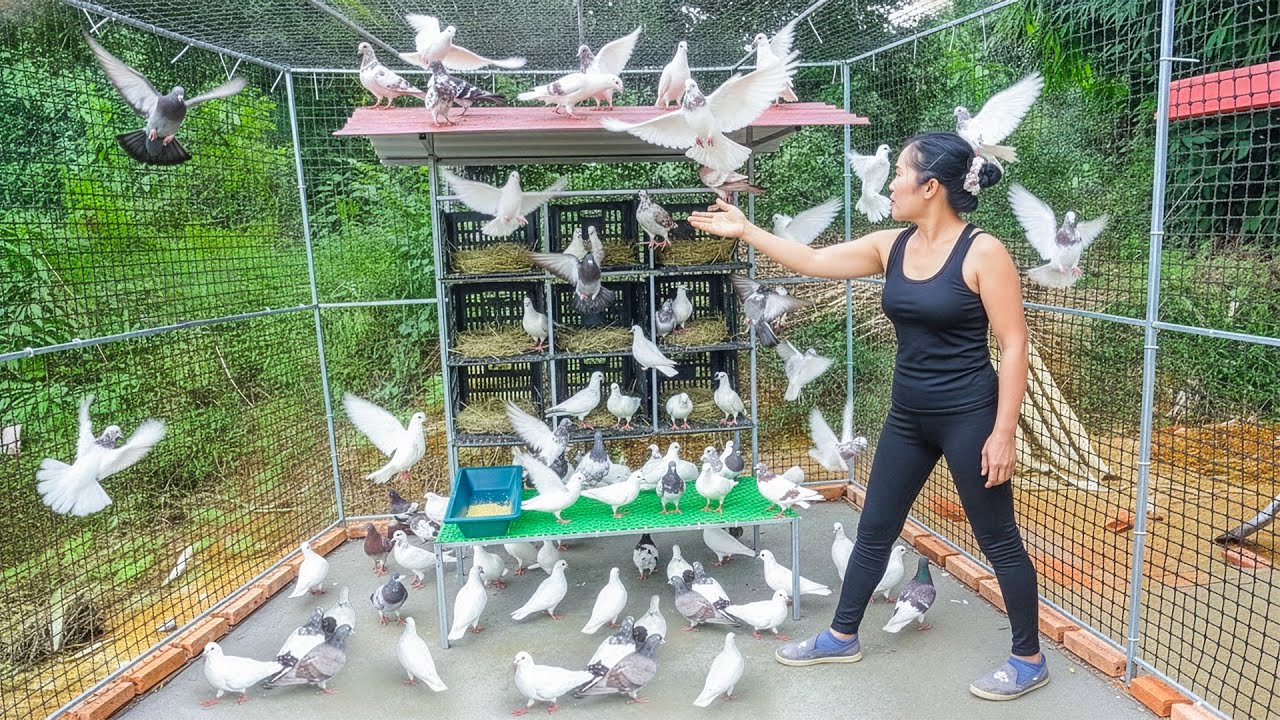 Building a Pigeon Cage with Metal Bars and Plastic Mesh – DIY Steel & Mesh Construction