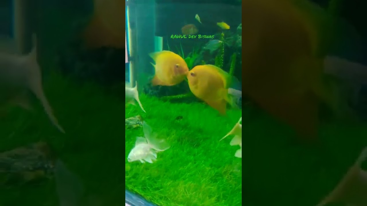 ROMANTIC KISSING SEEN || SHIBRAM FISH || MY AQUARIUM || LOVE