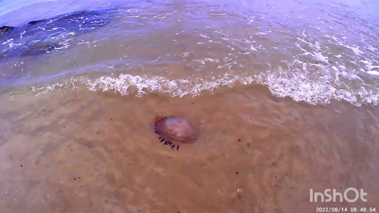CUCHILLA ALTA Y SU PLAYA 2023
