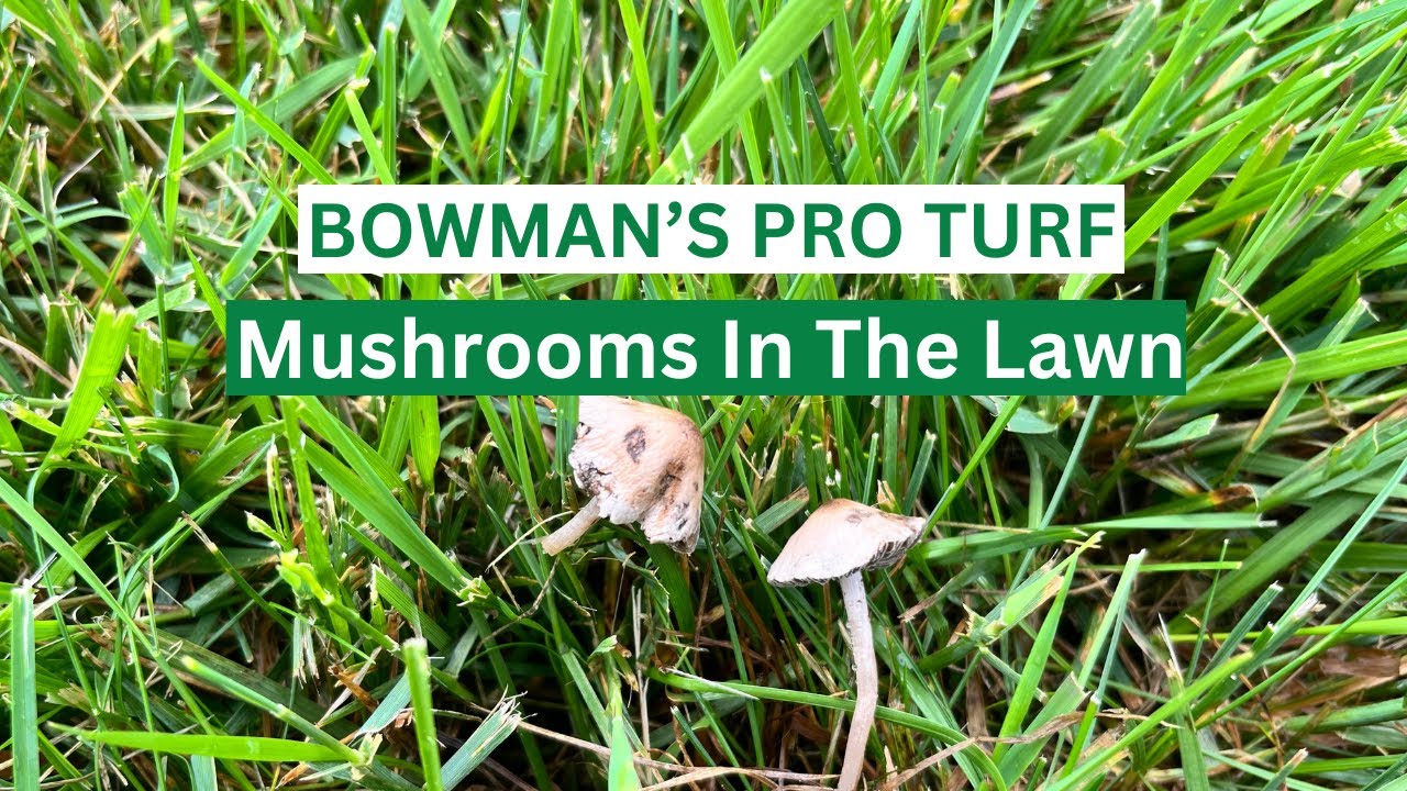 Mushrooms In Your Lawn? Basic Facts You Need To Know!