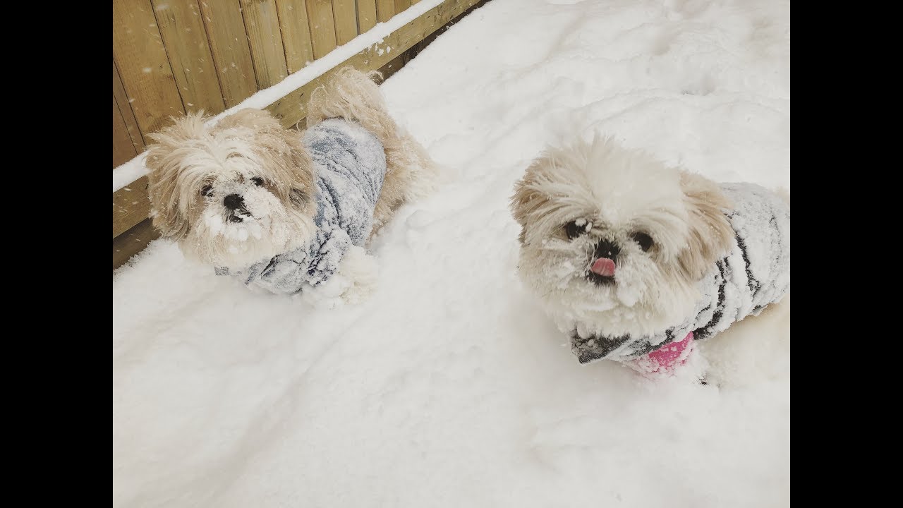 [shih tzu] Doggies Snow Fun 2018