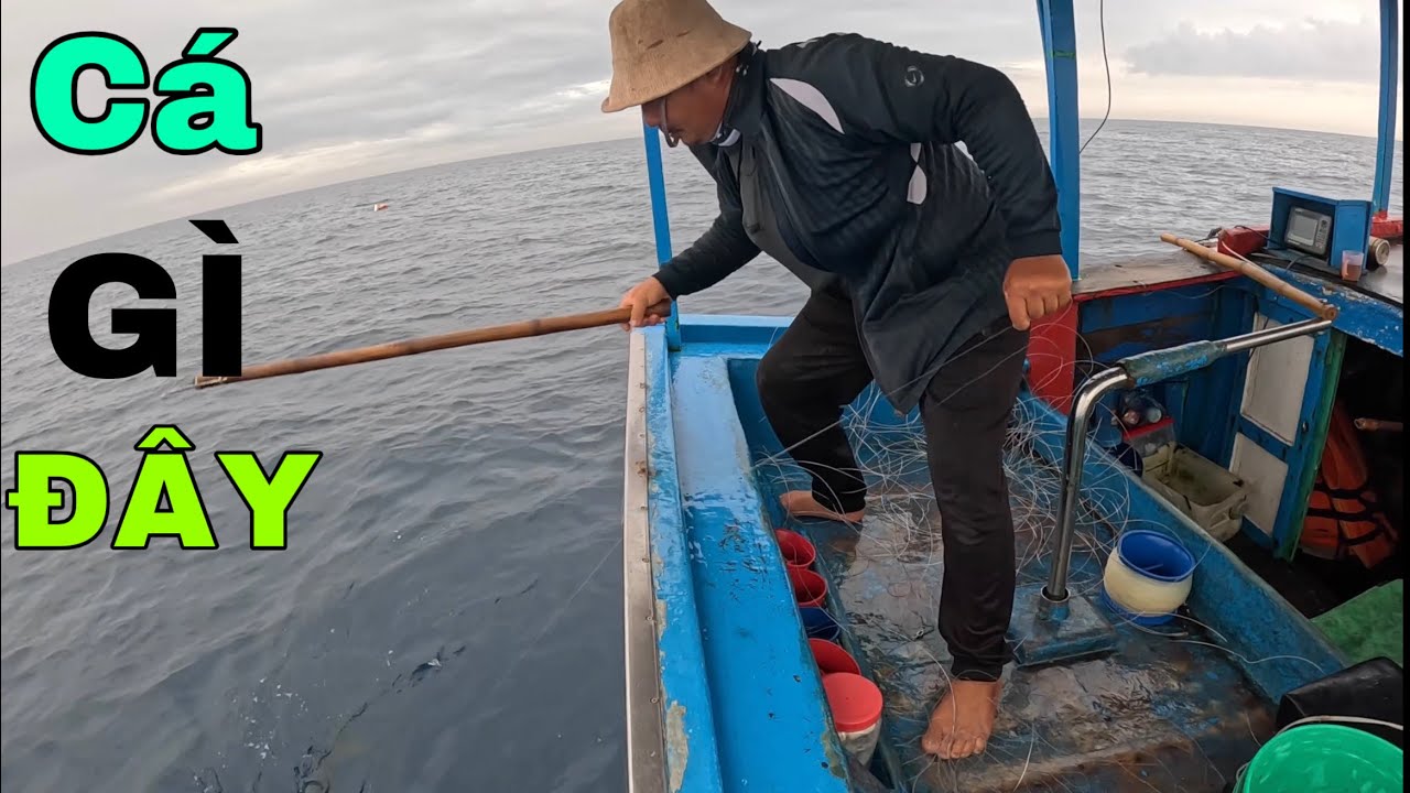 872 ) TRỜI.. CÁ DŨA TƯỞNG ĐÂU CÁ THU CHỚ HƠ.