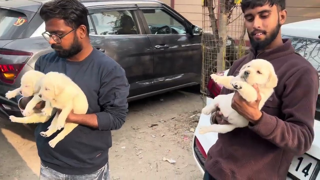 Cheapest Dog Market in India|| Dog Price List 2025